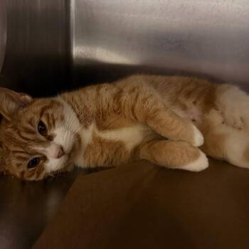 Domestic Short Hair Cats Available for Adoption - Cider | PetCurious