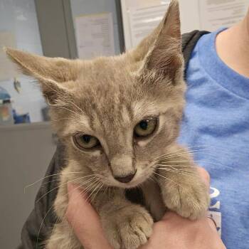 Campfire Latte -  Domestic Short Hair Cat for Adoption in Martinsville, Virginia - Campfire Latte | PetCurious