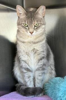 Ivory -  Domestic Short Hair Cat for Adoption in Fremont, Nebraska - Ivory | PetCurious