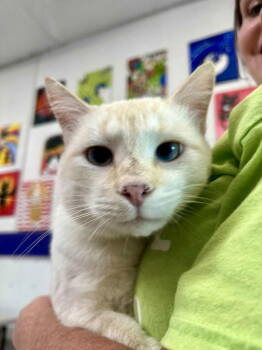 Rescue Domestic Short Hair and Siamese Cats for Adoption in St. George, Utah - Bruce | PetCurious