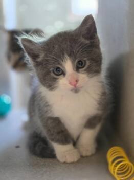 Domestic Short Hair Cats Available for Adoption in Viroqua, Wisconsin - French Toast | PetCurious
