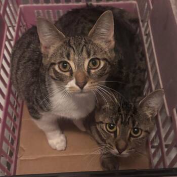 Ninyo -  Domestic Short Hair Cat for Adoption in Indianapolis, Indiana - Ninyo | PetCurious