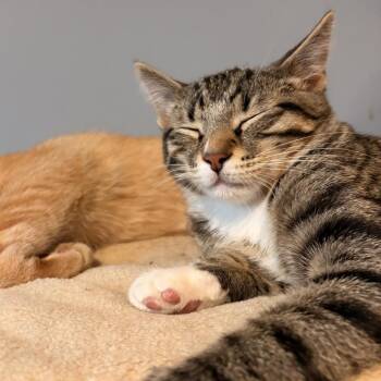 Caprise -  Domestic Short Hair and Domestic Medium Hair Cat for Adoption in Rochester, Minnesota - Caprise | PetCurious