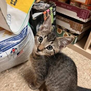 Angel, Sally, Sebastian -  Domestic Short Hair Cat for Adoption in Worcester, Massachusetts - Angel, Sally, Sebastian | PetCurious