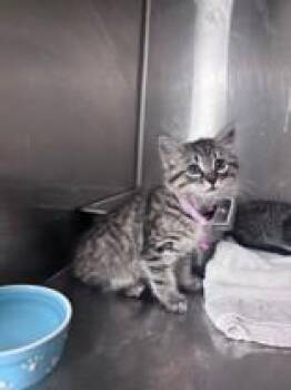 Domestic Medium Hair Cats Available for Adoption in Harrisonville, Missouri - Sweettart  | PetCurious