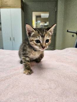 Summer -  Domestic Short Hair Cat for Adoption in Disputanta, Virginia - Summer | PetCurious