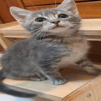 Anabelle -  Domestic Medium Hair Cat for Adoption in Buellton, California - Anabelle | PetCurious