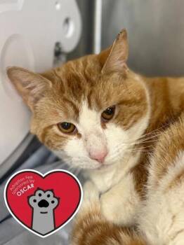 Domestic Short Hair Cats Available for Adoption in West Chester, Pennsylvania - Funnel Cake | PetCurious