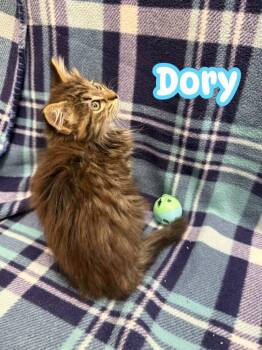 Dory -  Domestic Long Hair Cat for Adoption in Rensselaer, Indiana - Dory | PetCurious