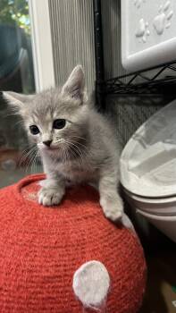 Olivia -  Domestic Short Hair Cat for Adoption in Long Beach, California - Olivia | PetCurious
