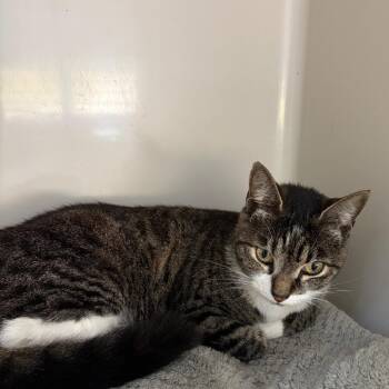 Domestic Short Hair Cats Available for Adoption in Greensboro, Georgia - Rosie | PetCurious