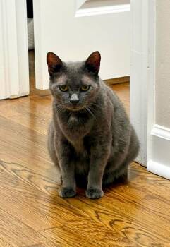 Lady Grey -  Domestic Short Hair Cat for Adoption in Augusta, Georgia - Lady Grey | PetCurious
