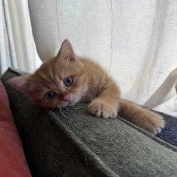 Dumpling -  Domestic Short Hair Cat for Adoption in Spokane, Washington - Dumpling | PetCurious