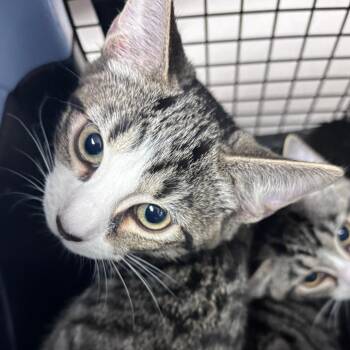 Sleepy Kitty -  Domestic Short Hair Cat for Adoption in Indianapolis, Indiana - Sleepy Kitty | PetCurious