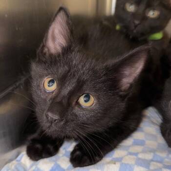 Hocus -  Domestic Medium Hair Cat for Adoption in Belleville, Illinois - Hocus | PetCurious
