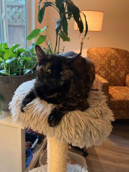 Domestic Short Hair Cats Available for Adoption in St. Helens, Oregon - Gypsy | PetCurious