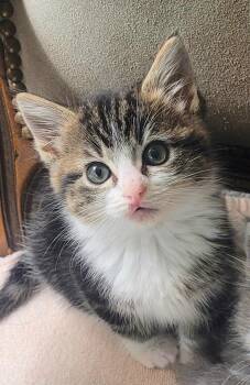Gladys -  Domestic Short Hair Cat for Adoption in Diamond Springs, California - Gladys | PetCurious