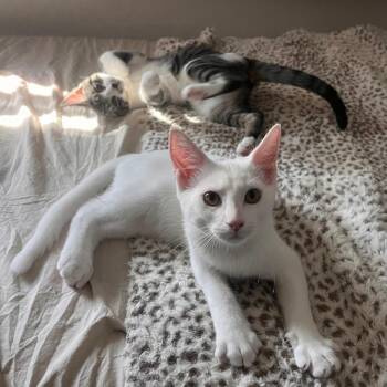 Snowball -  Domestic Short Hair Cat for Adoption in San Antonio, Texas - Snowball | PetCurious