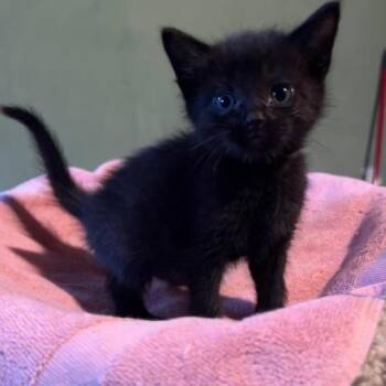 Cosmo -  Domestic Medium Hair Cat Available for Adoption in Midland, Michigan - Cosmo | PetCurious