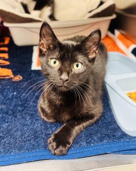 Sparky -  Domestic Short Hair Cat for Adoption in Lanett, Alabama - Sparky | PetCurious