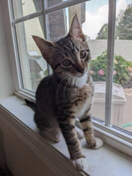 Rescue Domestic Short Hair Cats for Adoption in Wantage, New Jersey - Jack | PetCurious