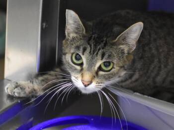 Klamath Falls -  Domestic Short Hair Cat for Adoption in Portland, Oregon - Klamath Falls | PetCurious