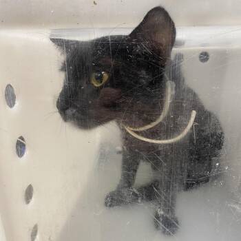Domestic Short Hair Cats Available for Adoption in Columbus, Georgia - 05/02/202-Stray-HamiltonRoad | PetCurious
