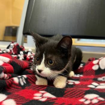 Simon -  Domestic Short Hair Cat for Adoption - Simon | PetCurious