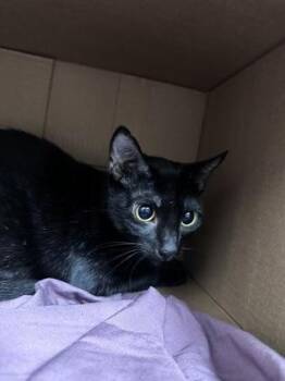 Domestic Short Hair Cats Available for Adoption - Corvina | PetCurious