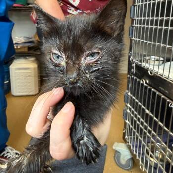 Uncrustable -  Domestic Short Hair Cat for Adoption in Chattanooga, Tennessee - Uncrustable | PetCurious