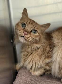 Ritz -  Domestic Long Hair and Domestic Short Hair Cat for Adoption in Westland, Michigan - Ritz | PetCurious