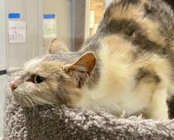 American Shorthair Cats Available for Adoption - Sugar | PetCurious