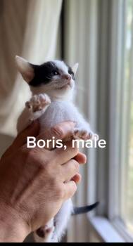 Boris -  Domestic Short Hair Cat for Adoption in Shrewsbury, Massachusetts - Boris | PetCurious