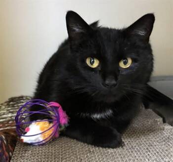 Domestic Short Hair Cats Available for Adoption in Dedham, Massachusetts - SARAH | PetCurious