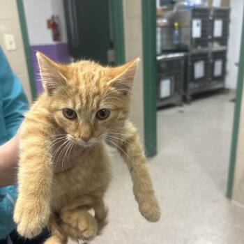 FUEGO -  Domestic Short Hair Cat for Adoption in Lewisburg, West Virginia - FUEGO | PetCurious