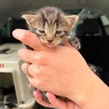 Gomez -  Domestic Short Hair Cat for Adoption in Johnstown, Pennsylvania - Gomez | PetCurious