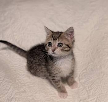 Tabby and Domestic Short Hair Cats Available for Adoption in Howell, Michigan - Mustard - ADOPTION PENDING | PetCurious