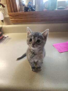 Annie Oakley * IN FOSTER * -  Domestic Short Hair Cat for Adoption in South Bend, Indiana - Annie Oakley * IN FOSTER * | PetCurious