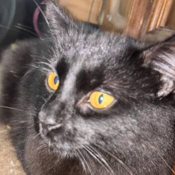 Baby - Home to Home -  Domestic Medium Hair Cat for Adoption in South Elgin, Illinois - Baby - Home To Home | PetCurious