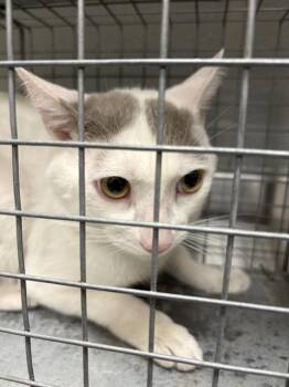 TIDDLE WINKS -  Domestic Short Hair Cat for Adoption in Las Vegas, Nevada - TIDDLE WINKS | PetCurious