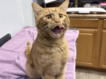 Domestic Short Hair Cats Available for Adoption in Ames, Iowa - BJORN | PetCurious