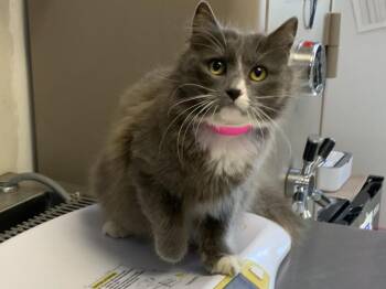 Domestic Long Hair and Domestic Short Hair Cats Available for Adoption in Visalia, California - HONEY | PetCurious