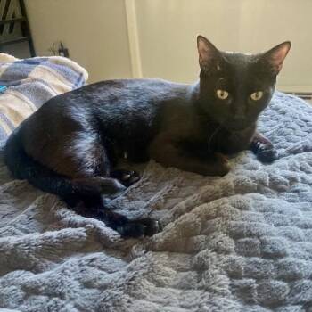 Rescue Domestic Short Hair Cats for Adoption in Hopkinton, Massachusetts - Queenie | PetCurious