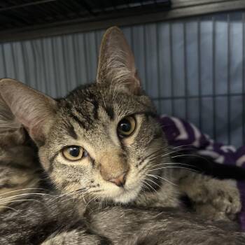Tessarion -  Domestic Short Hair Cat for Adoption in Lakeland, Florida - Tessarion | PetCurious