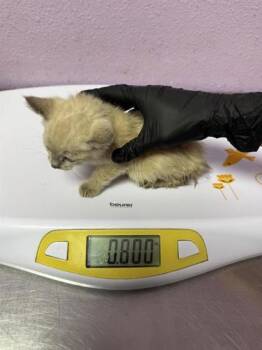61724587 -  Siamese Cat for Adoption in El Paso, Texas - 61724587 | PetCurious