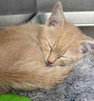 Deeno -  Domestic Short Hair Cat for Adoption in Hartsville, South Carolina - Deeno | PetCurious