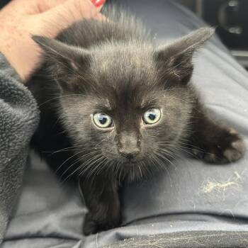 Rescue Domestic Short Hair Cats for Adoption in Dallas, Texas - KELPIE | PetCurious