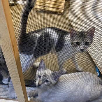 Maestro -  Tabby Cat for Adoption in Stanwood, Washington - Maestro | PetCurious