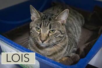 Tabby Cats Available for Adoption - Lois (FCID# 02/05/2026 - 40 Trainer) | PetCurious