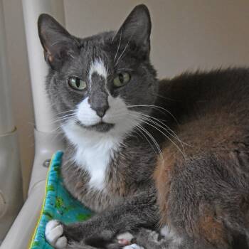 Kay -  Domestic Short Hair Cat for Adoption in Columbus, North Carolina - Kay | PetCurious